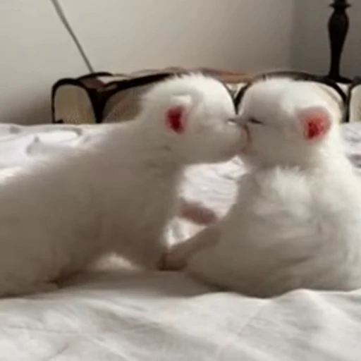 🌿 Стикер «? TG İnsta • Daha Çoxu» для Telegram