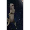 Стикер 21 Волк Ихвильнихт