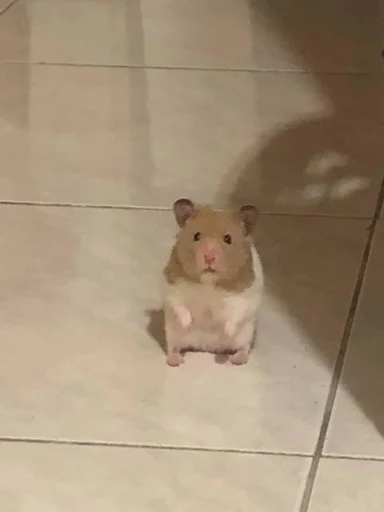 🐹 Стикер «мс пох» для Telegram