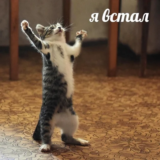 ⬆️ Стикер «мс пох» для Telegram