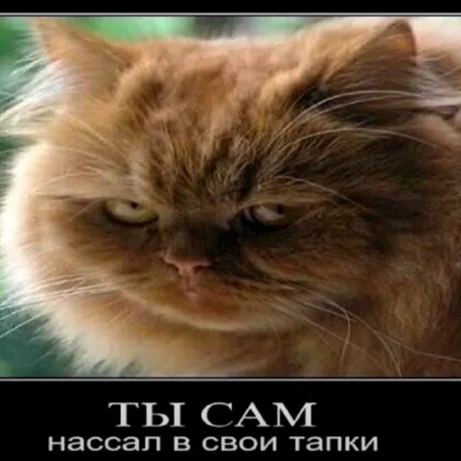 👉 Стикер «мс пох» для Telegram