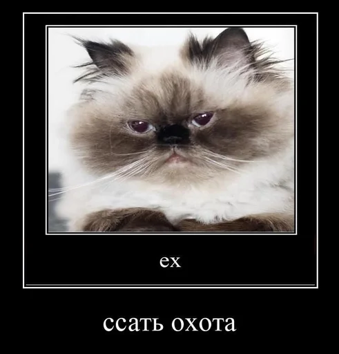 🟡 Стикер «мс пох» для Telegram