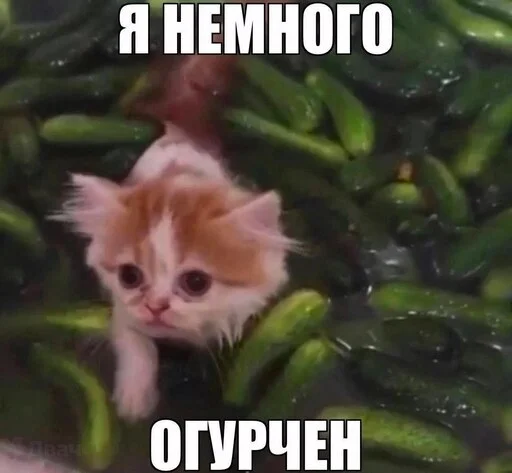 🥒 Стикер «мс пох 2» для Telegram