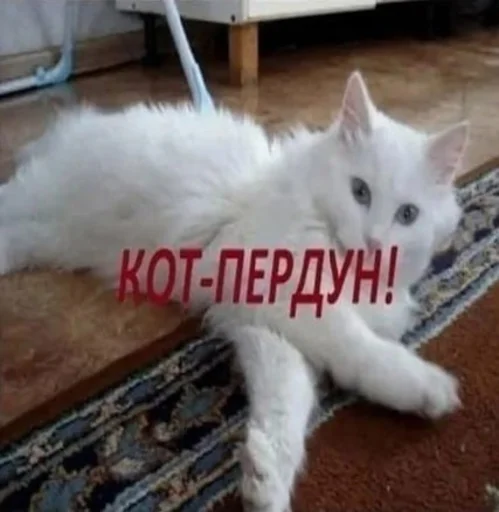 🐱 Стикер «мс пох 2» для Telegram