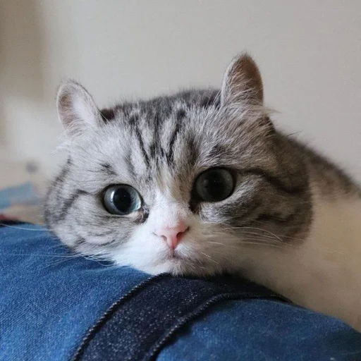 😶 Стикер «мс пох 2» для Telegram