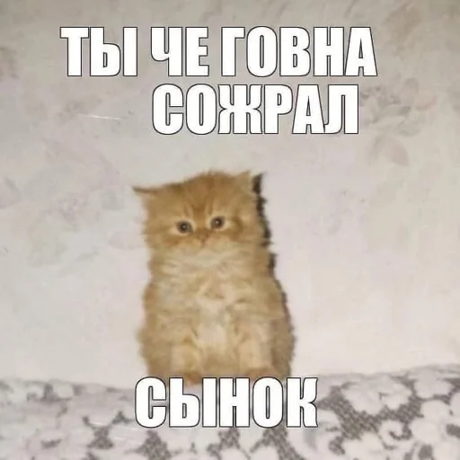💩 Стикер «мс пох 2» для Telegram