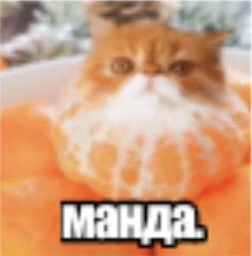 🍊 Стикер «мс пох 2» для Telegram
