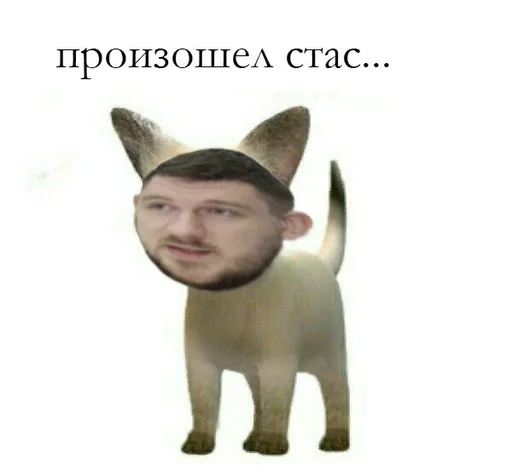 😼 Стикер «СТАС» для Telegram