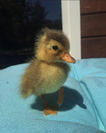 🚿 Стикер «Animali» для Telegram