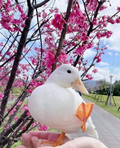 🌸 Стикер «Animali» для Telegram