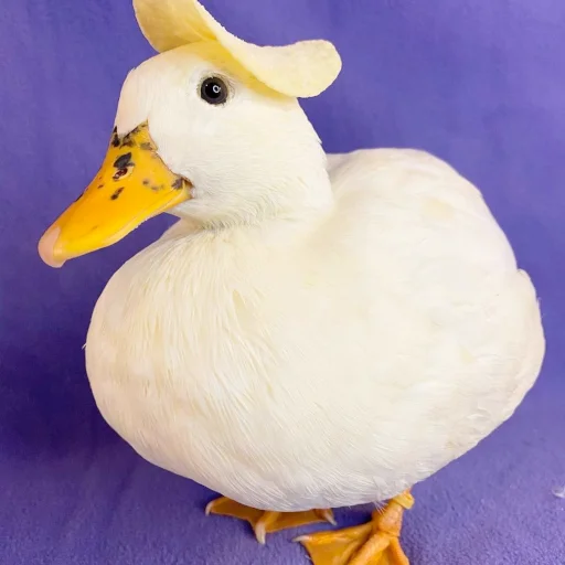Стикерпак Animali для Telegram