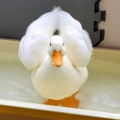 🪶 Стикер «Animali» для Telegram