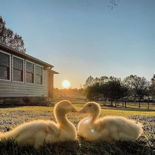 👨‍❤‍👨 Стикер «Animali» для Telegram