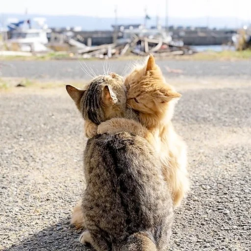 🤗 Стикер «Animali» для Telegram