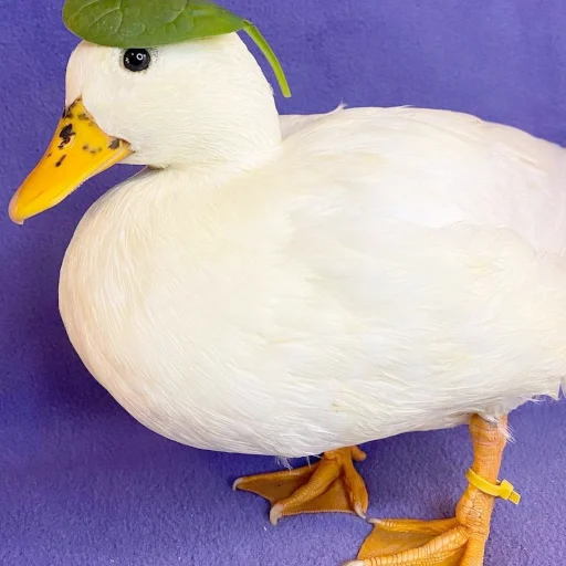 🍃 Стикер «Animali» для Telegram