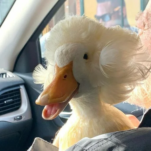 💇 Стикер «Animali» для Telegram