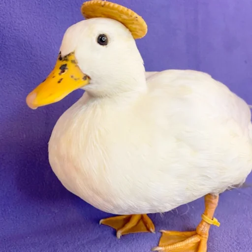 🍪 Стикер «Animali» для Telegram