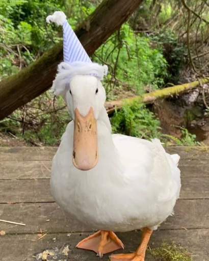 🥳 Стикер «Animali» для Telegram