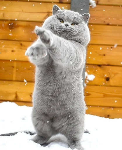 ☂️ Стикер «Animali» для Telegram