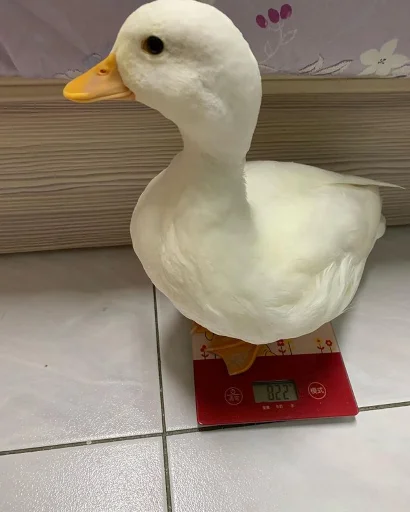⚖️ Стикер «Animali» для Telegram