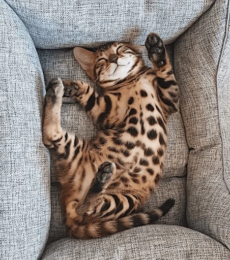 🥱 Стикер «Animali» для Telegram