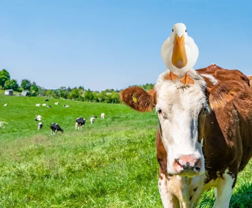🐮 Стикер «Animali» для Telegram