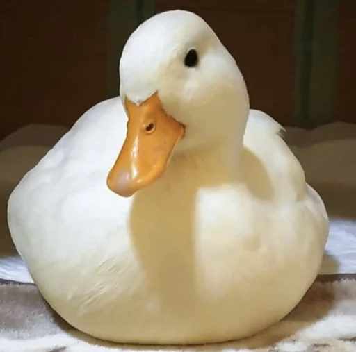 🤔 Стикер «Animali» для Telegram