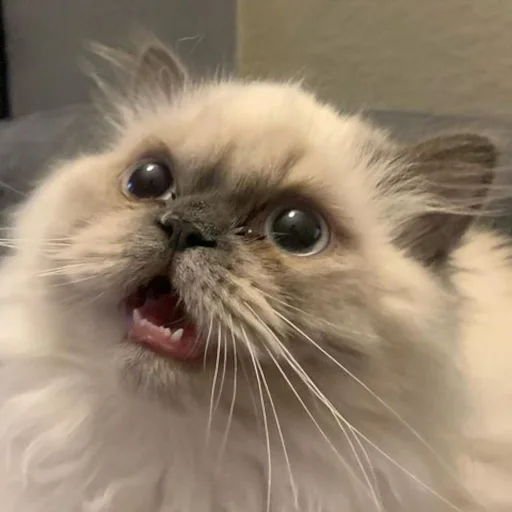 😾 Стикер «Animali» для Telegram