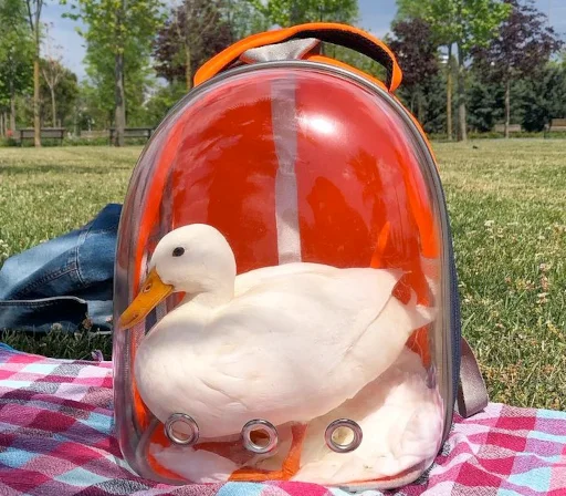 🎒 Стикер «Animali» для Telegram