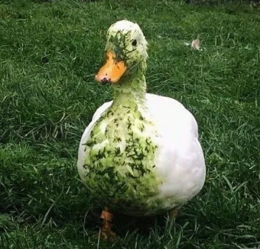 💩 Стикер «Animali» для Telegram