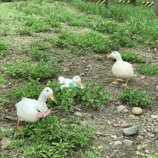 🏞 Стикер «Animali» для Telegram