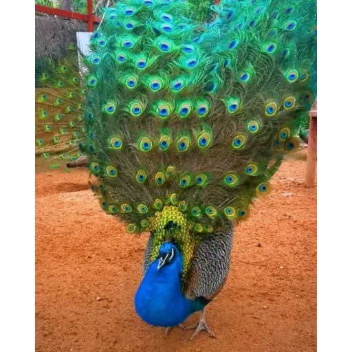 🦚 Стикер «Animali» для Telegram