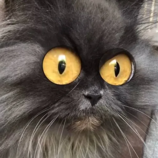 🙀 Стикер «Animali» для Telegram