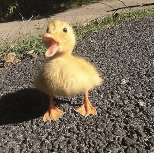 😡 Стикер «Animali» для Telegram