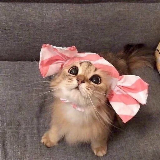 🎀 Стикер «Animali» для Telegram