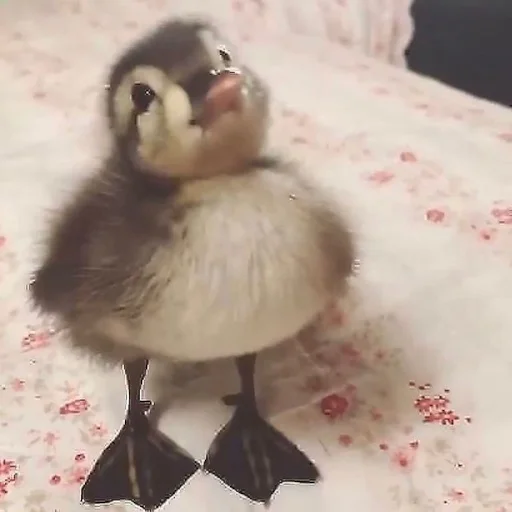 😢 Стикер «Animali» для Telegram