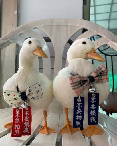 👔 Стикер «Animali» для Telegram
