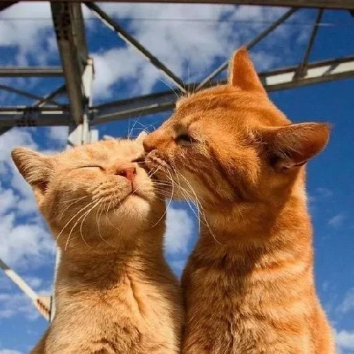 😽 Стикер «Animali» для Telegram