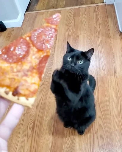 🍕 Стикер «Animali» для Telegram