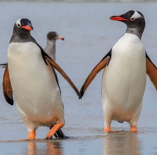 👬 Стикер «Animali» для Telegram