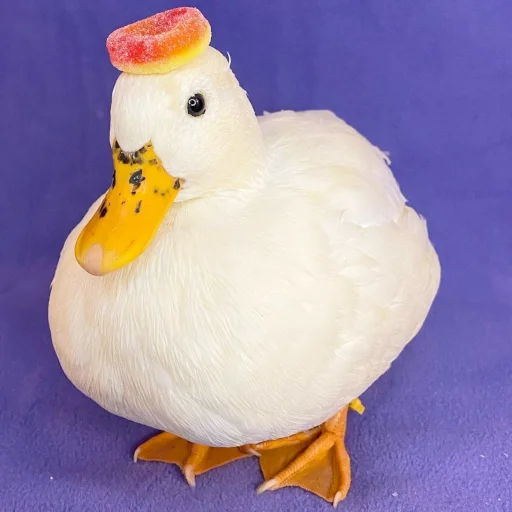 🍑 Стикер «Animali» для Telegram