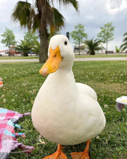 😶 Стикер «Animali» для Telegram
