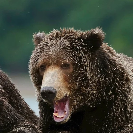 😉 Стикер «Animali» для Telegram