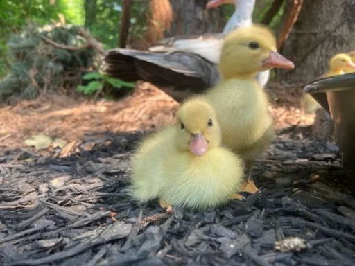 👶 Стикер «Animali» для Telegram