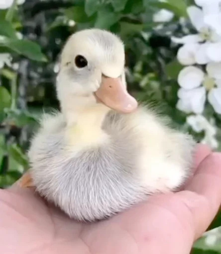 👶 Стикер «Animali» для Telegram