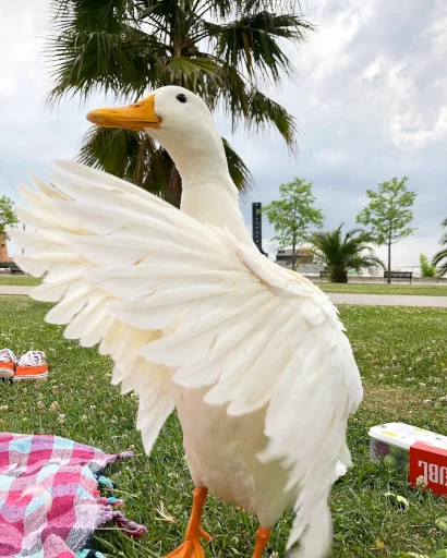 🦢 Стикер «Animali» для Telegram