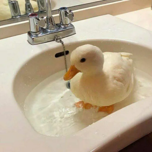 🚰 Стикер «Animali» для Telegram