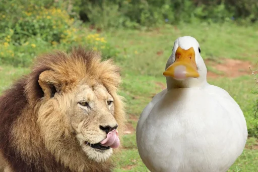 🦁 Стикер «Animali» для Telegram