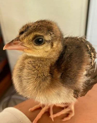 🐤 Стикер «Animali» для Telegram