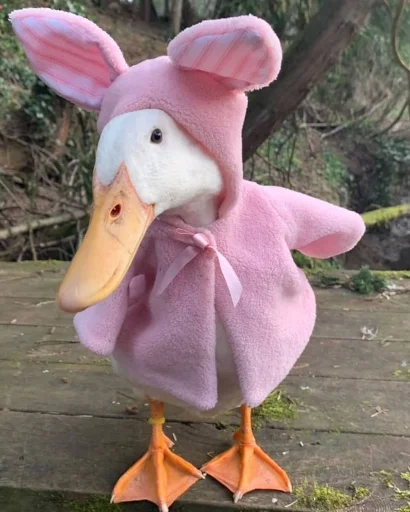 🐷 Стикер «Animali» для Telegram